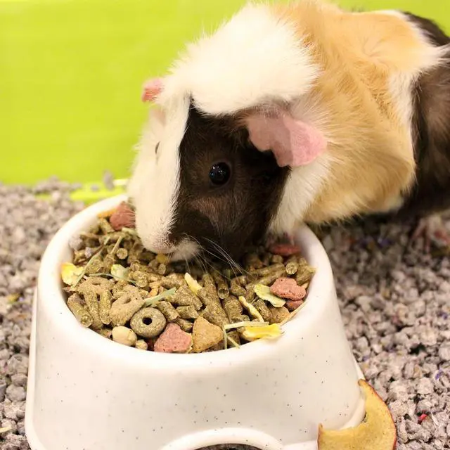 Alt view image 2 of 4 - Vitakraft Menu Premium Guinea Pig Food, 8 lbs.