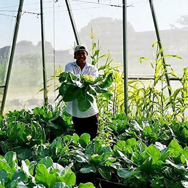 Alt view image 6 of 7 - Insect Netting Pest Barrier: 4'x10' Bug Netting for Garden Protection Mosquito Net Fine Mesh Cicada Tree Net Greenhouse Row Cover for Crops Plants Vegetables Flowers Fruits Silver