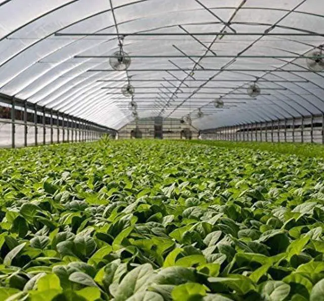 Alt view image 7 of 7 - Insect Netting Pest Barrier: 4'x10' Bug Netting for Garden Protection Mosquito Net Fine Mesh Cicada Tree Net Greenhouse Row Cover for Crops Plants Vegetables Flowers Fruits Silver