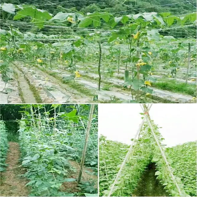 Alt view image 4 of 6 - White Trellis Netting 4x100 ft Heavy Duty Garden Netting Polypropylene Plant Support Net for Climbing Vegetables Fruits Flowers