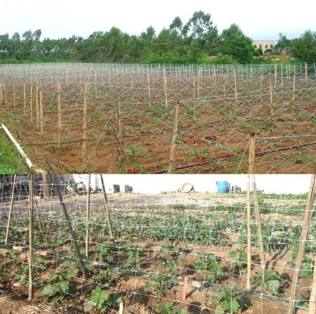 Alt view image 5 of 6 - White Trellis Netting 4x100 ft Heavy Duty Garden Netting Polypropylene Plant Support Net for Climbing Vegetables Fruits Flowers