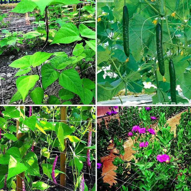 Alt view image 6 of 6 - White Trellis Netting 4x100 ft Heavy Duty Garden Netting Polypropylene Plant Support Net for Climbing Vegetables Fruits Flowers