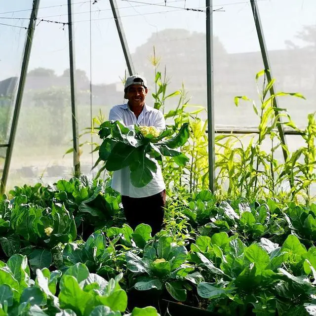 Alt view image 5 of 7 - Netting Pest Barrier: 4'x10' Fine Bug Netting for Garden Protection Row Cover Raised Bed Screen Mesh Greenhouse Mosquito Net, Protecting Tree Plants Vegetable Flowers Fruits