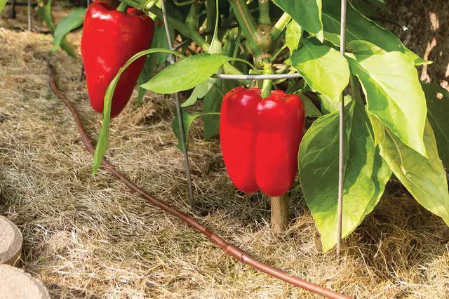 Alt view image 3 of 4 - ET25-50S2 Drip Irrigation Pressure Compensating 1/4" Emitter Tubing, 12" Emitter Spacing, 50' Roll, Brown