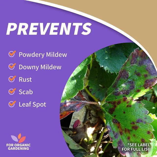 Alt view image 6 of 7 - Captain Jack's Neem Oil, 32 oz Ready-to-Use Spray, Multi-Purpose Fungicide, Insecticide and Miticide for Organic Gardening