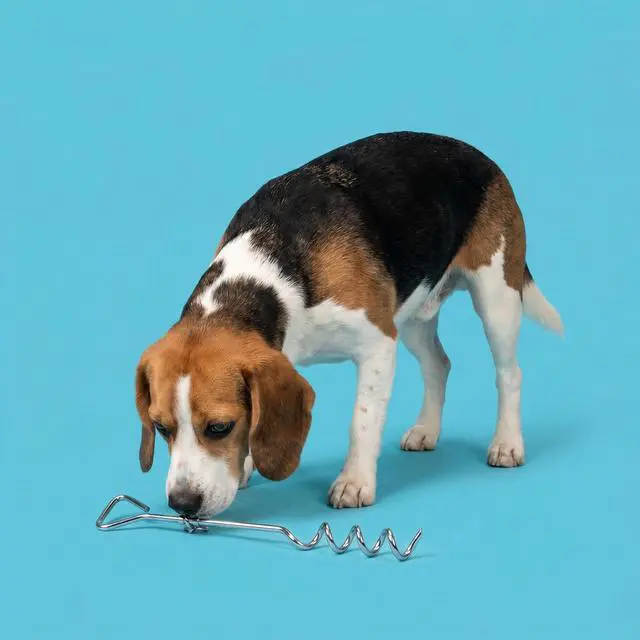 Alt view image 2 of 7 - Vibrant Life Medium Spiral Steel Stake for Dogs, M, 18"