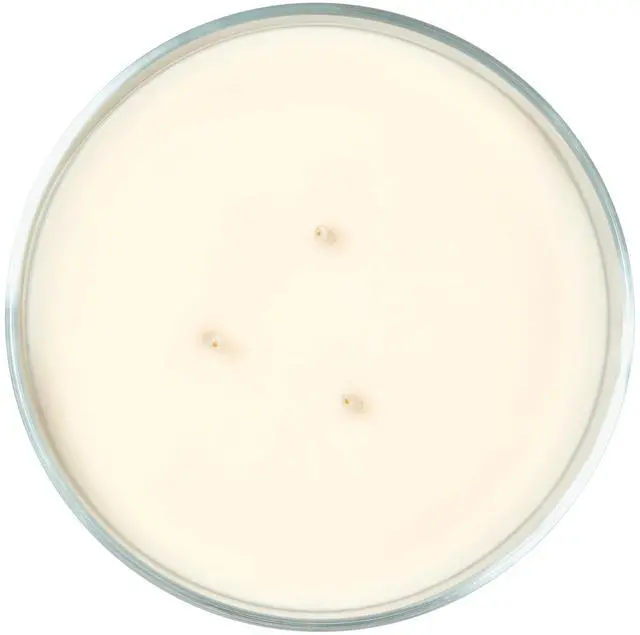 Alt view image 5 of 6 - ICUTE-Mainstays 3-Wick Ombre Wrapped Country Holiday Scented Jar Candle, 14 oz