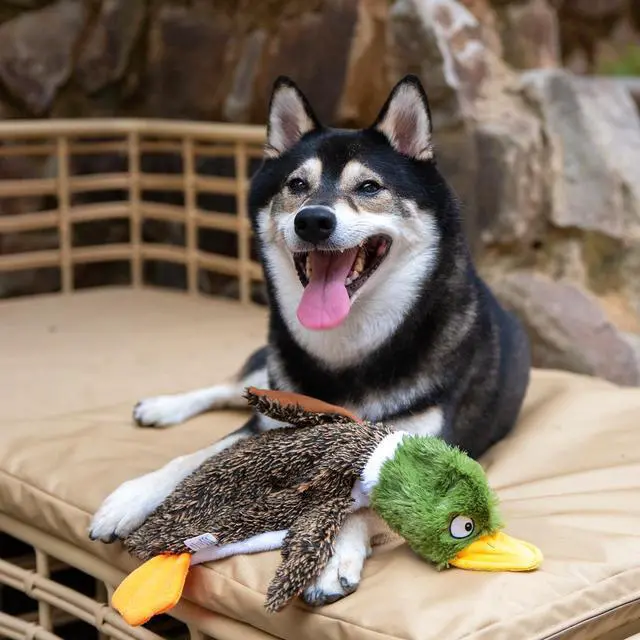 Alt view image 6 of 6 - Best Pet Supplies 2-in-1 Fun Skin Stuffless Dog Toy, Wild Duck, Small