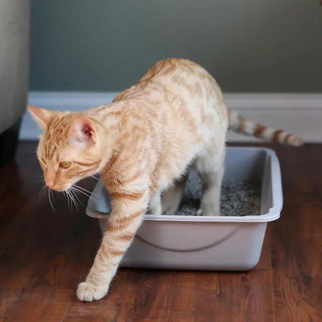 Alt view image 7 of 7 - Petmate Basic Open Plastic Cat Litter Pan, Gray, Small