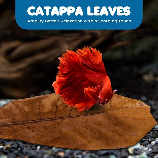 Alt view image 7 of 7 - SunGrow Betta Leaves - Beneficial Indian Almond Leaves for Overall Development