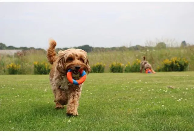 Alt view image 4 of 5 - Chuckit! UltraRing Fetch and Chase Outdoor Dog Toy for All Breeds