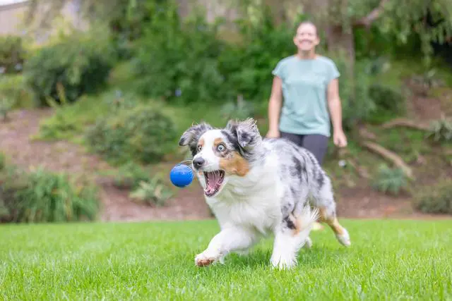 Alt view image 2 of 6 - Chuckit! Sonic Ultra Squeaker Ball & Super Crunch Ball Fetch Dog Toy, Medium 2.5" for Dogs 20 to 60 lb, Blue, Pack of 2