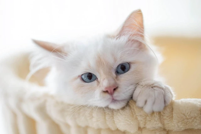 Alt view image 7 of 7 - Cat Tree 36 Inches Cat Tower with Hammock, Sisal Scratching Post for Indoor Kittens, Small Room, Beige