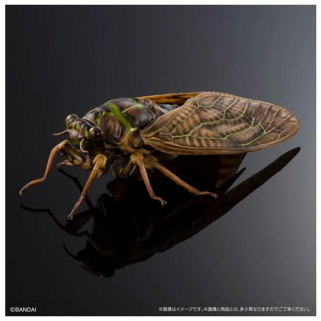 Main image of Japan Ikimono Dai-Zukan Advance Semi 02 Ryukyu Brown Cicada