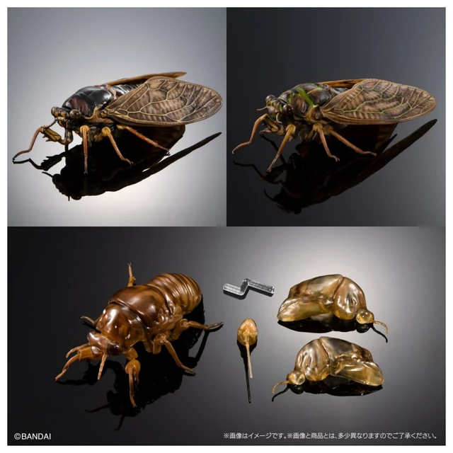 Alt view image 2 of 7 - Japan Ikimono Daizukan Advance Cicada 02 Complete Set of 3