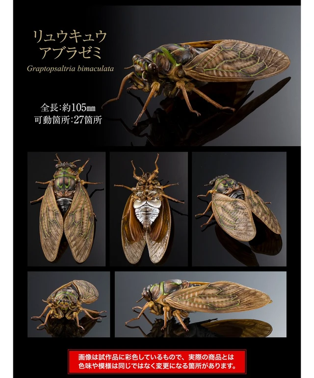 Alt view image 2 of 5 - Japan Ikimono Dai-Zukan Advance Semi 02 Ryukyu Brown Cicada