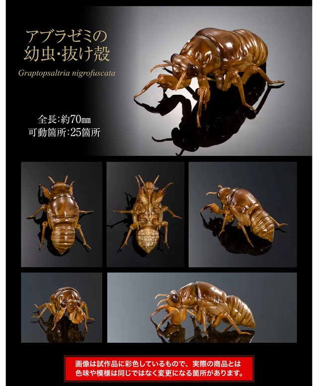 Alt view image 7 of 7 - Japan Ikimono Daizukan Advance Cicada 02 Complete Set of 3