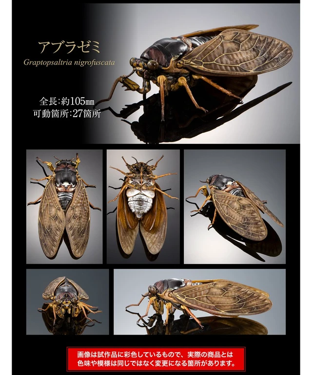 Alt view image 2 of 5 - Japan Ikimono Dazukan Advance Semi 02: Large Brown Cicada Single