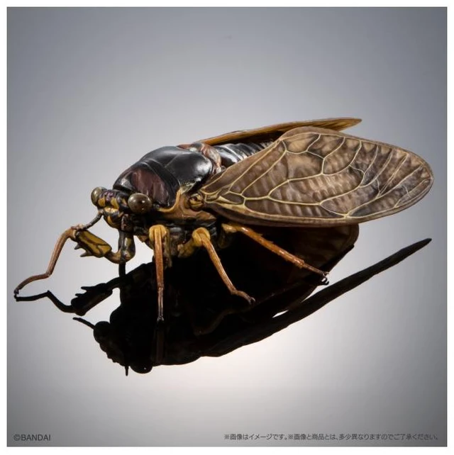 Main image of Japan Ikimono Dazukan Advance Semi 02: Large Brown Cicada Single