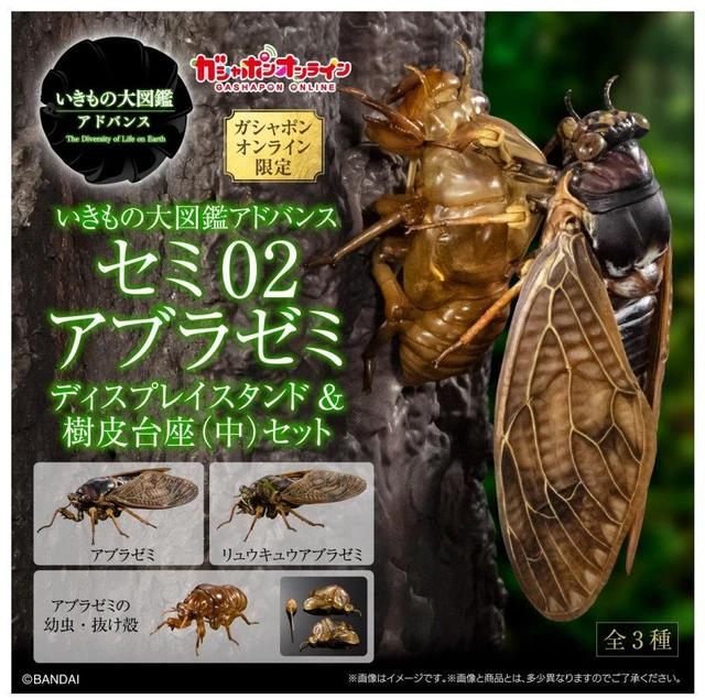 Alt view image 5 of 5 - Japan Ikimono Dazukan Advance Semi 02: Large Brown Cicada Single