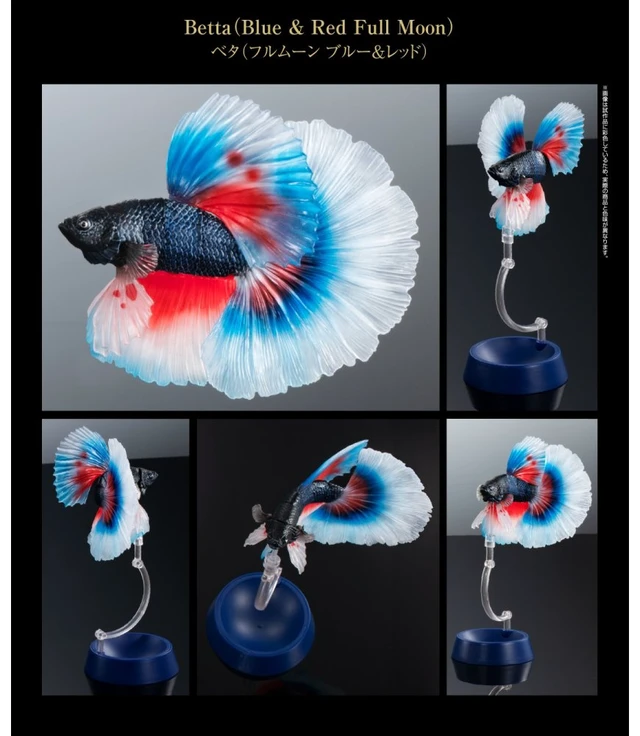Alt view image 2 of 6 - Ikimono Daizukan Advance Betta Full Moon Blue & Red