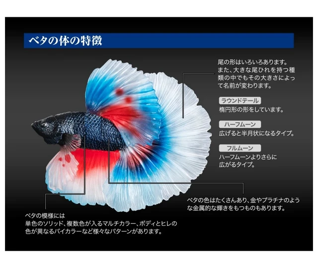Alt view image 3 of 6 - Ikimono Daizukan Advance Betta Full Moon Blue & Red
