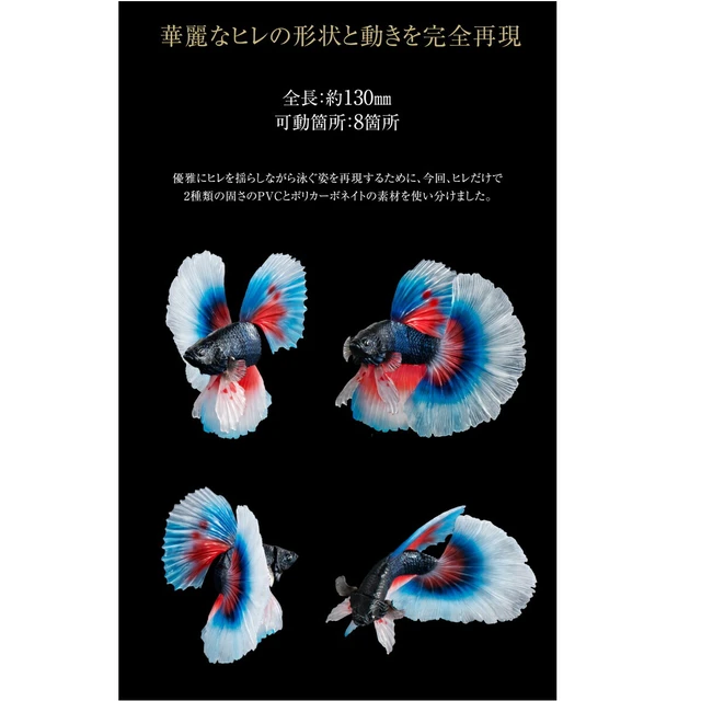 Alt view image 4 of 6 - Ikimono Daizukan Advance Betta Full Moon Blue & Red