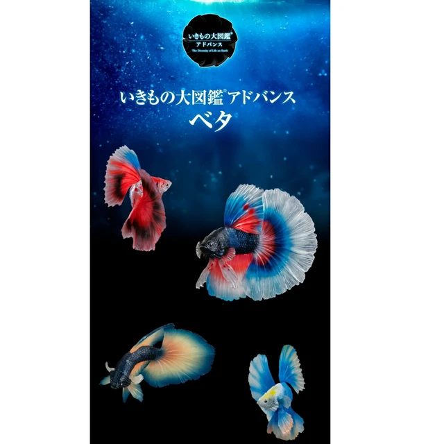 Alt view image 6 of 6 - Ikimono Daizukan Advance Betta Full Moon Blue & Red