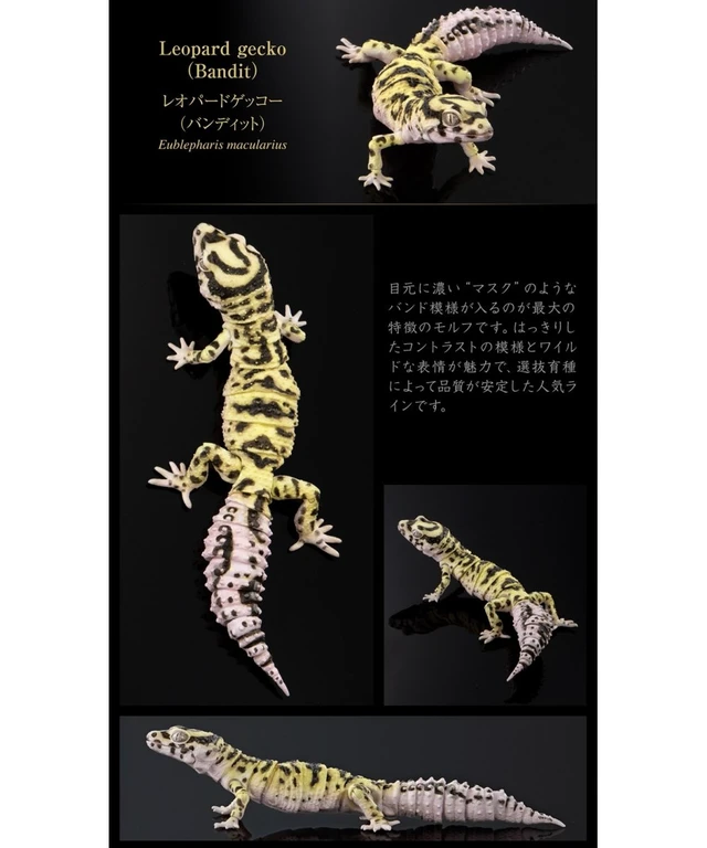 Alt view image 5 of 7 - Ikimono Daizukan Advance Selected Edition 02 Set of 4
