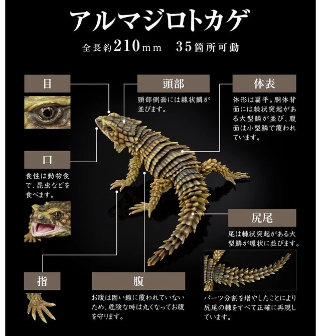 Alt view image 7 of 7 - Ikimono Daizukan Advance Selected Edition 02 Set of 4