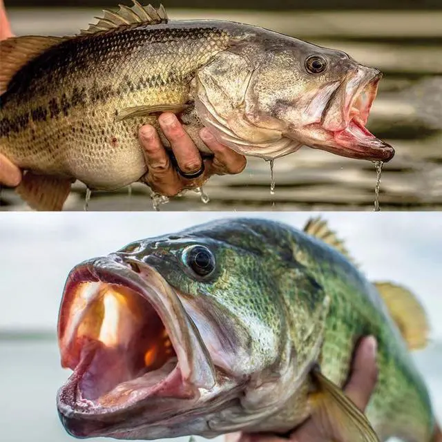 Alt view image 7 of 7 - Walleye & Bass Blade Baits - 5pcs Box, Saltwater & Freshwater Fishing Spoons