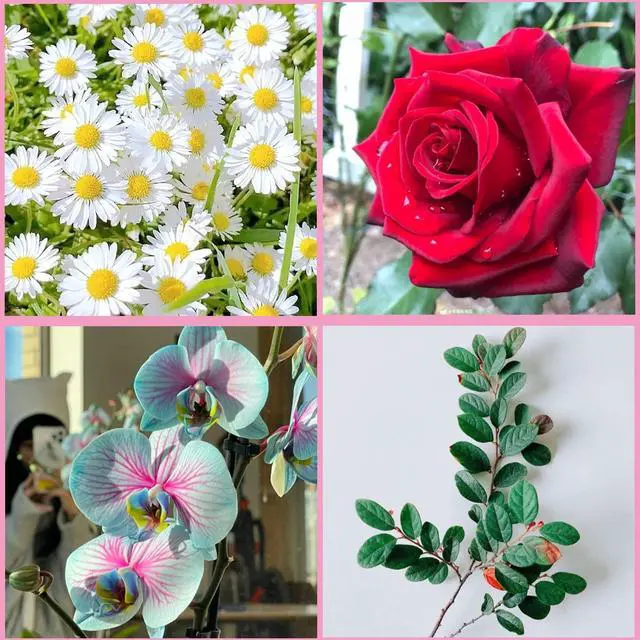Alt view image 5 of 7 - Flower Silicone Veining Mold Rose Veined Fondant Molds Set Of 6 | Gum Paste Peony Flower Mold Plumeria Daisy Orchid Molds Wedding Cake Decorating Cupcake Topper Candy Chocolate Polymer Clay