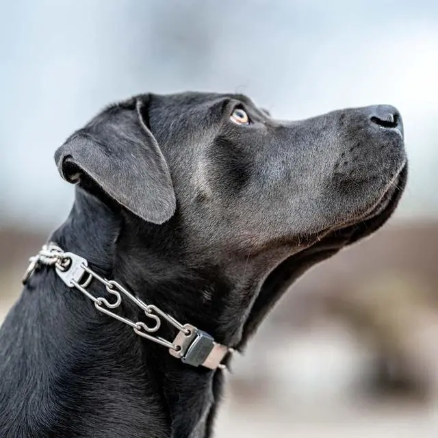Alt view image 5 of 6 - ClicLock Fastener Stainless Steel Buckle for Prong Dog Training Collar & Quick Release with Easy Buckle for Small Medium Large Dogs (2.25mm)