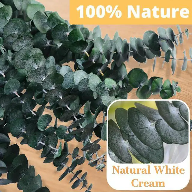 Alt view image 5 of 6 - 12PCS Dried Eucalyptus for Shower Hanging Real Preserved Eucalyptus Stems | 17'' IN Green Home Decor, 100% Made from Fresh Eucalyptus Leaves, Bathroom Shower Decor, Wedding, DIY