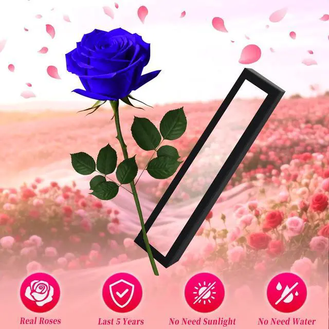 Alt view image 3 of 7 - Blue Single Forever Roses in a Box,Preserved Flowers for Delivery,Preserved Rose Gifts for Women, Real Roses Gift for Her, Mom Birthday Gifts, Mothers Day Flowers,Valentines Flowers,Presents for Her