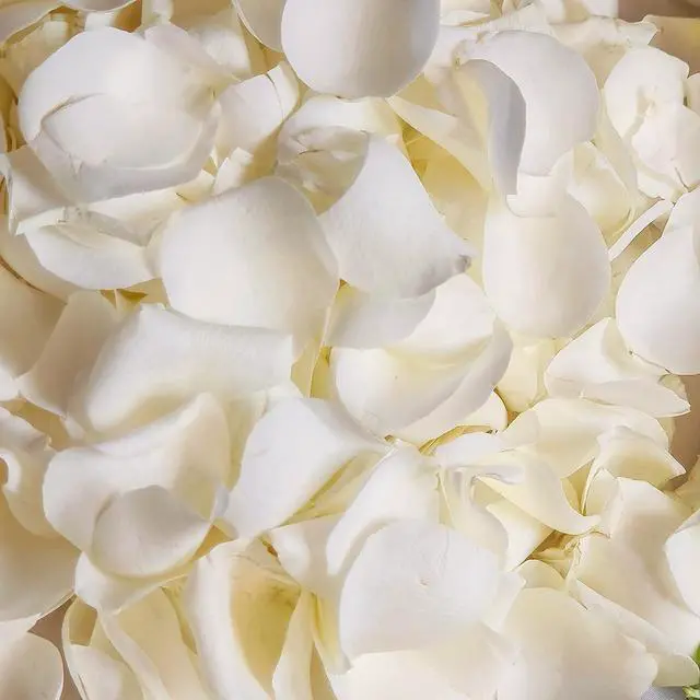 Main image of 200Pcs Dried Real White Rose Petals, Freeze Preserved Flower Petals | 1.8oz for Gifts Wedding Party Decor, Dinner Table Centerpieces, Bridal Shower,Confetti