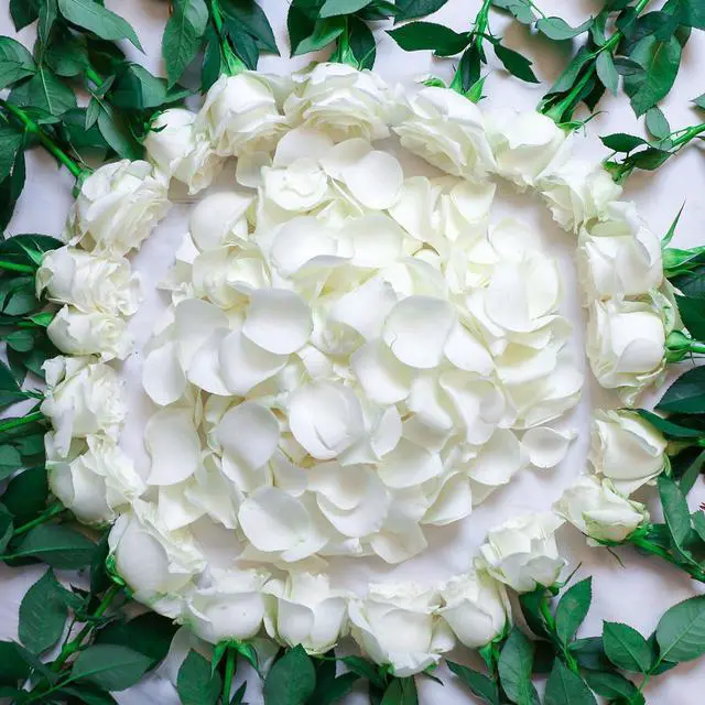 Alt view image 7 of 7 - 200Pcs Dried Real White Rose Petals, Freeze Preserved Flower Petals | 1.8oz for Gifts Wedding Party Decor, Dinner Table Centerpieces, Bridal Shower,Confetti