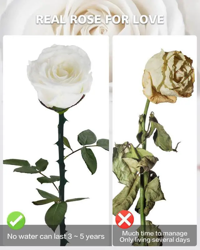 Alt view image 3 of 7 - Preserved Flowers Gifts for Women: Single Rose White | Valentines Day Mothers Day Birthday Christmas