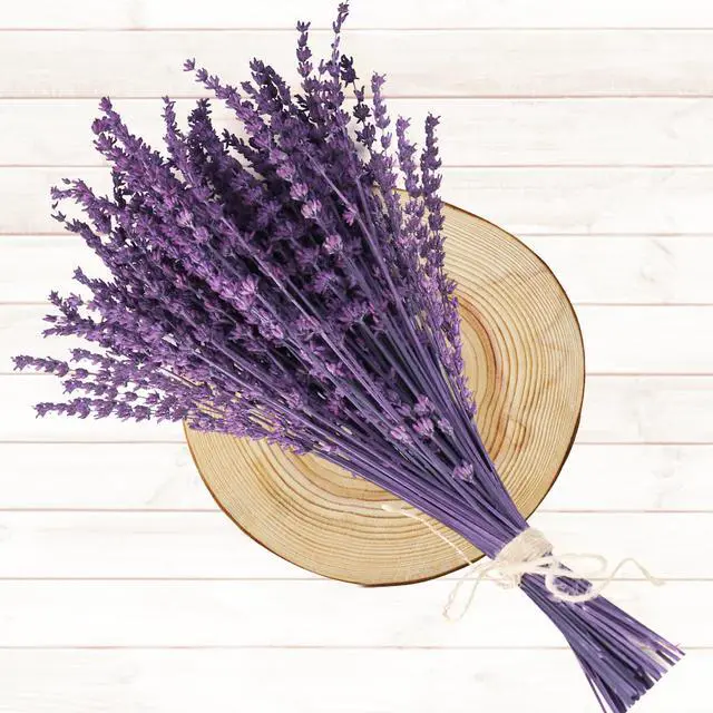 Alt view image 7 of 7 - Dried Lavender Flowers Real Stems Purple Bouquet for Vase Decor | 15-17" preserved lavender stems with 1.76oz dried flowers for vase filler, wedding, crafts, farmhouse style, aromatherapy