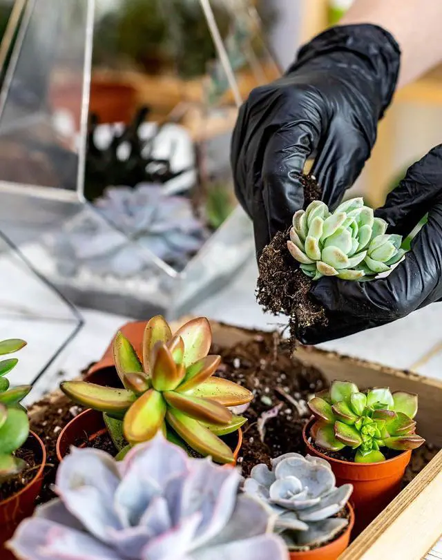 Alt view image 3 of 7 - 25Pcs Mini Garden Hand Transplanting Succulent Tools Set, 39.4" Thickened Repotting Mat & Plant Tag, Miniature Planting Indoor Fairy Care, Potting, Cactus, Houseplant Bonsai Tool Kit (Black)