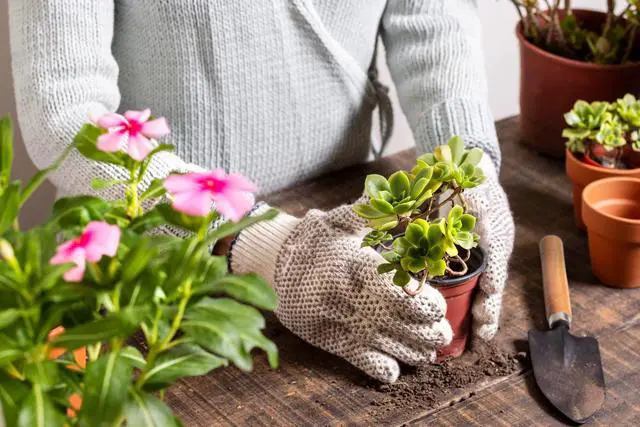 Alt view image 7 of 7 - 5Pcs Succulent Tools, Mini Garden Tools,Plant Potting Mat as Plant Accessories,Succulent Gardending Hand Tools Kit for Seedling Soil,Caring Succulent,etc,Gifts for Womans Gardening work(No Flowerpot)