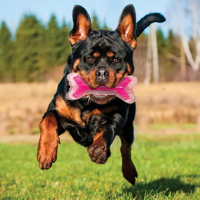 Alt view image 2 of 2 - Dog 9in TPR/PP Scented Bacon SuperScent Bone Solid Core -Clear/Pink, (NF-7132)