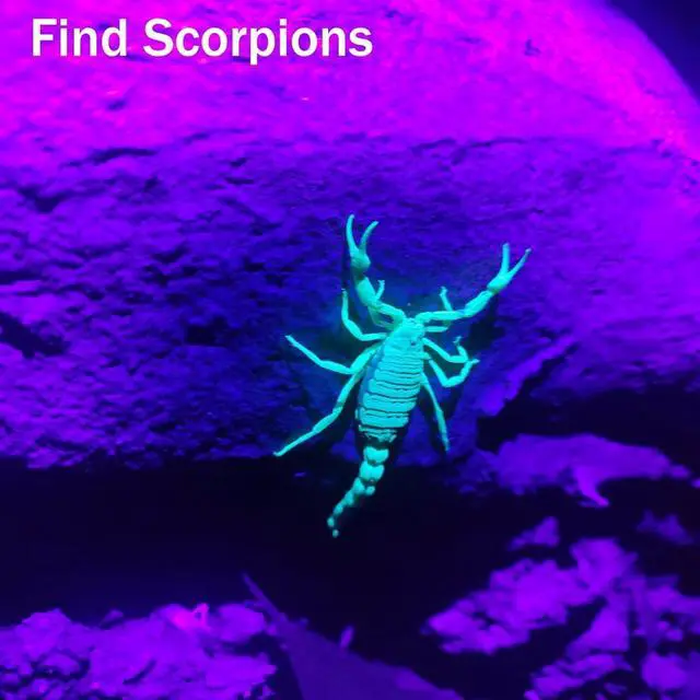 Alt view image 7 of 7 - Rechargeable UV Flashlight, 365nm 395nm Dual UV Flashlight, USB-C Blacklight Ultraviolet Flashlights for Pet Urine, AC Leak Detection, Resin Curing, Uranium Glass & Rocks Scorpion Finder