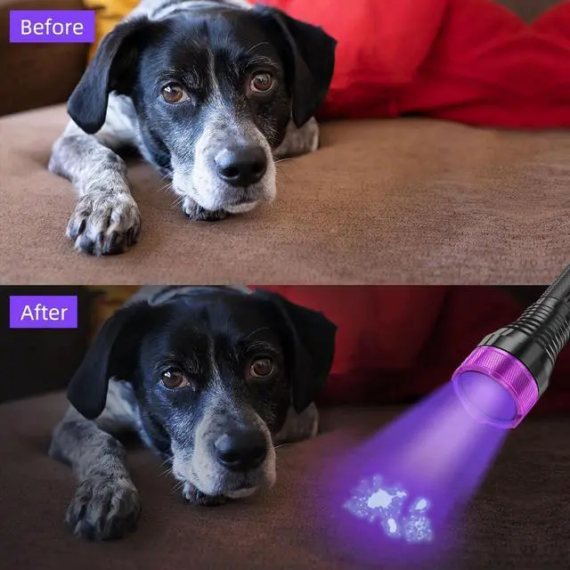 Alt view image 7 of 7 - 365nm Black Light UV Flashlight, High Power Blacklight Flashlights UV Light, 4-core Filtered Ultraviolet Flashlight for Pet Urine Stains Detection, Rock Hunting, Resin Curing, Scorpion