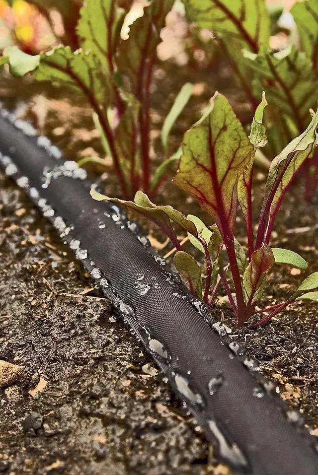 Alt view image 3 of 5 - 50 Foot Flat Weeper Soaker Hose - Drip Irrigation - Double Layer Design - Saves 70% Water - Consistent Drip Entire Length of Hose - Includes 3 Pressure Reducing Discs