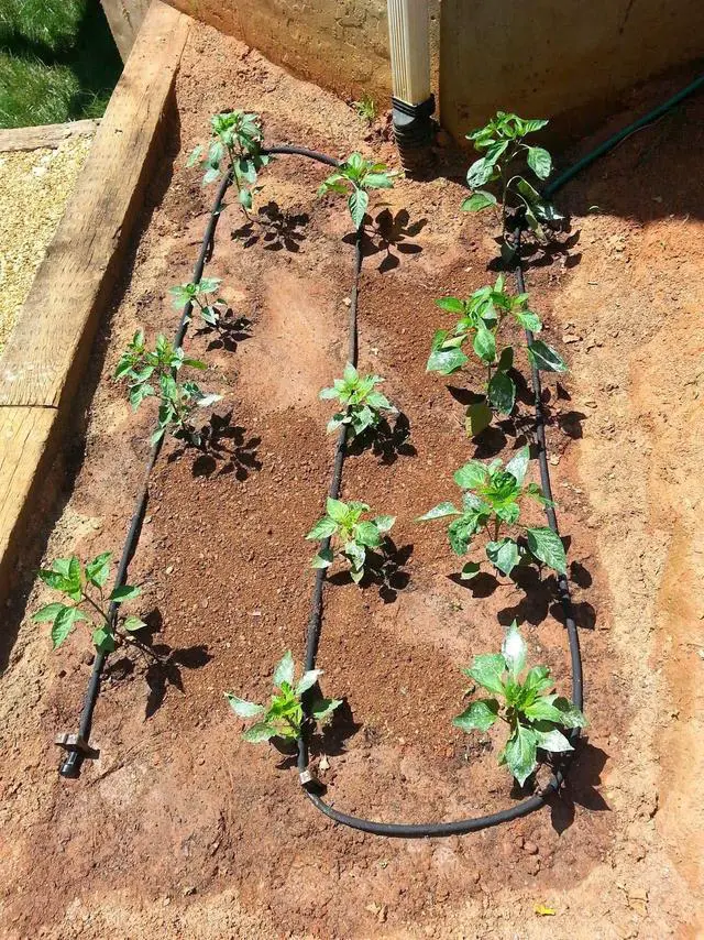 Alt view image 5 of 5 - 50 Foot Flat Weeper Soaker Hose - Drip Irrigation - Double Layer Design - Saves 70% Water - Consistent Drip Entire Length of Hose - Includes 3 Pressure Reducing Discs
