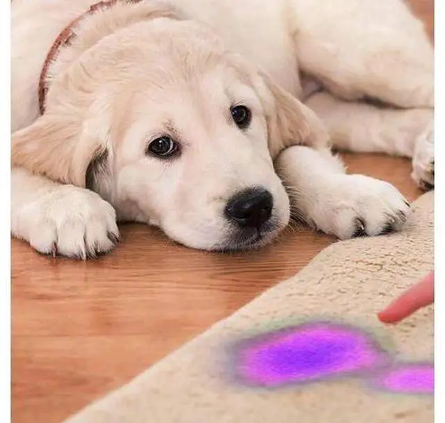 Alt view image 2 of 5 - 12 LED Mini UV Ultra Violet Flashlight Blacklight Light Inspection Lamp Electric Torch