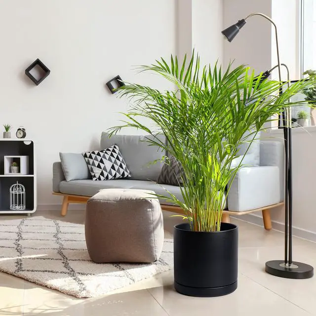 Alt view image 2 of 7 - 12 Inch Ceramic Planter Pot with Drainage Hole and Saucer, Indoor Cylinder Round Planter Pot, Black, 94-O-F-2