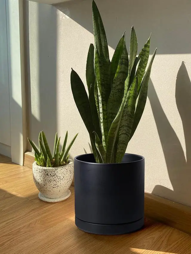 Alt view image 6 of 7 - 12 Inch Ceramic Planter Pot with Drainage Hole and Saucer, Indoor Cylinder Round Planter Pot, Black, 94-O-F-2