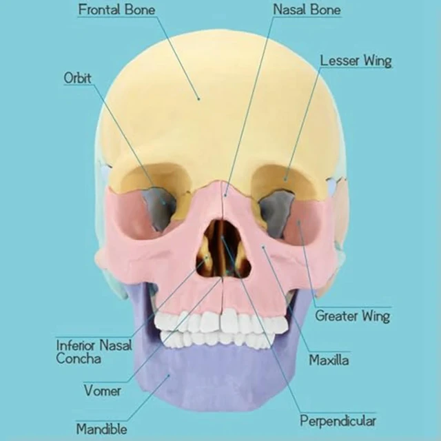 Alt view image 3 of 3 - Anatomy Skull Model, Human Anatomy Skull Puzzle, Detachable Mini Human Skull Model, Clinic Teaching